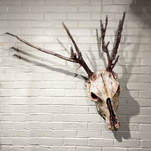 H - Wendigo Skull