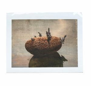 Sprouting Spud - signed print